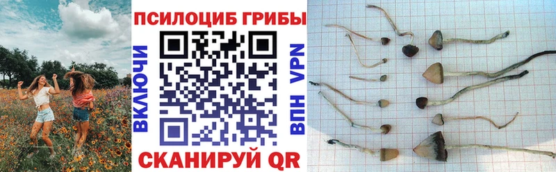 закладки Мостовской Псилоцибиновые грибы прущие грибы